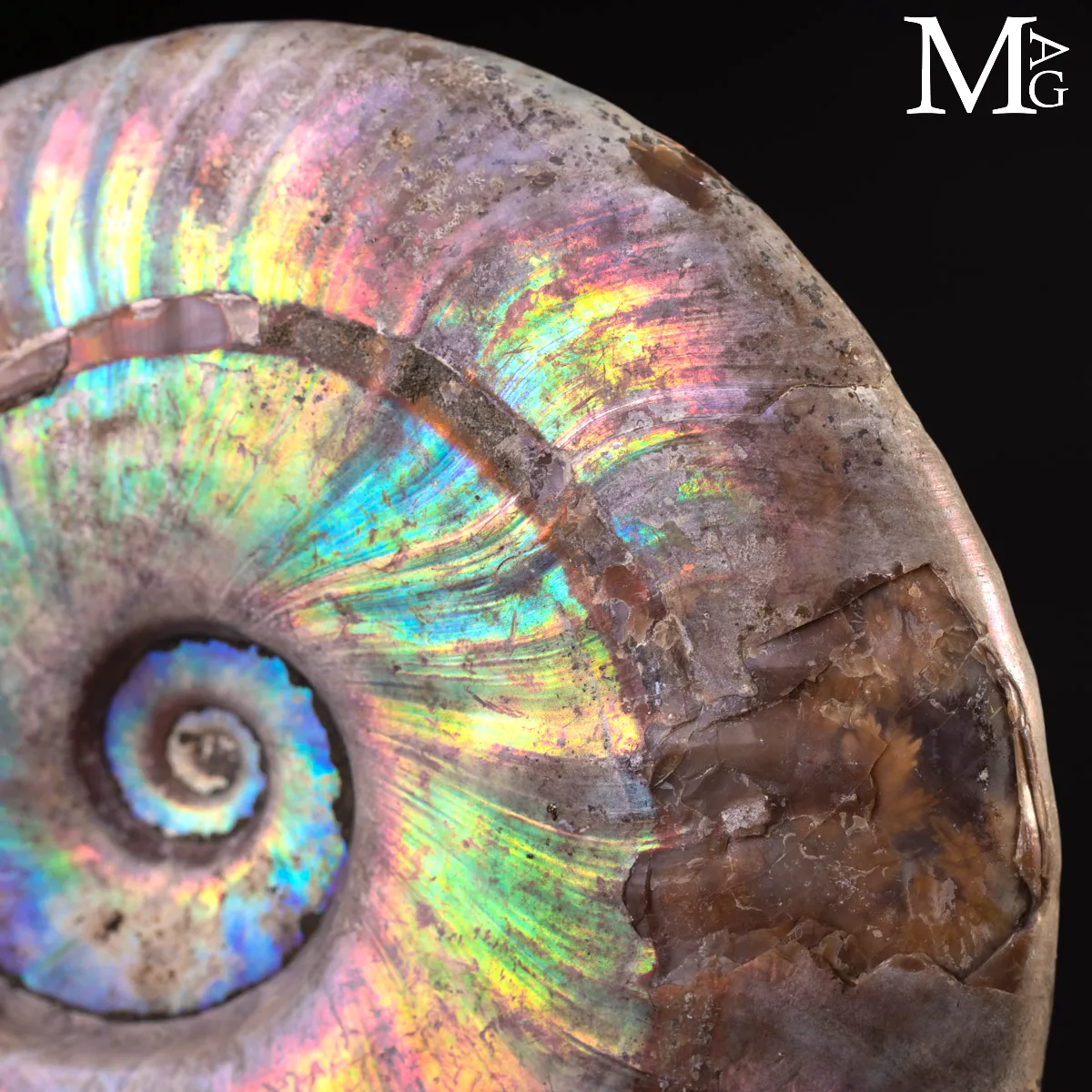 Ammonite Cleoniceras con Iridescenza Arcobaleno – Madagascar.