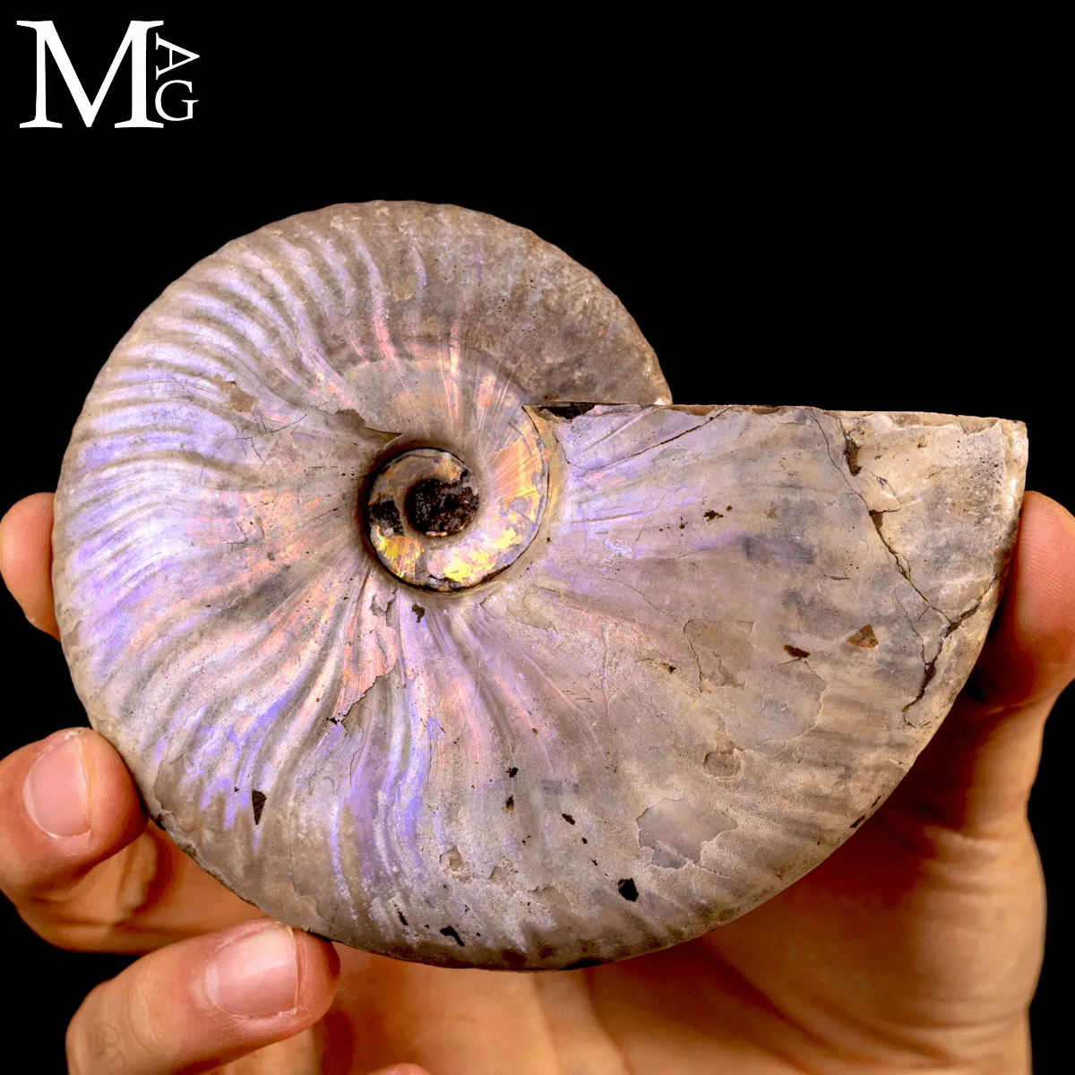 Ammonite Cleoniceras “Rainbow Nacre” –  Madagascar.
