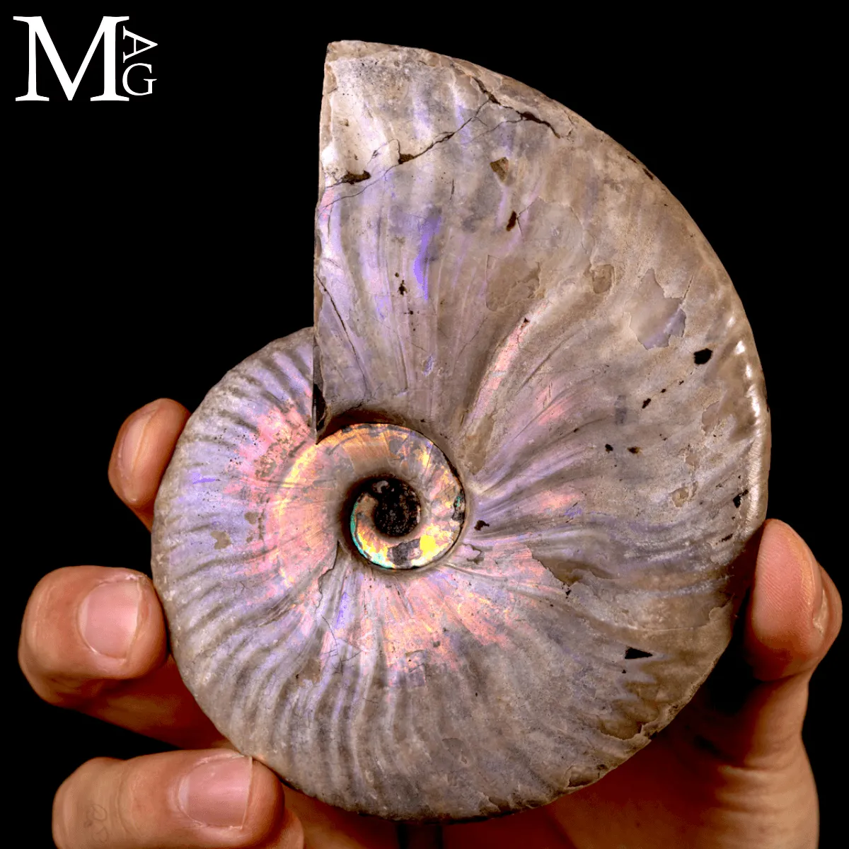 Ammonite Cleoniceras “Rainbow Nacre” –  Madagascar.