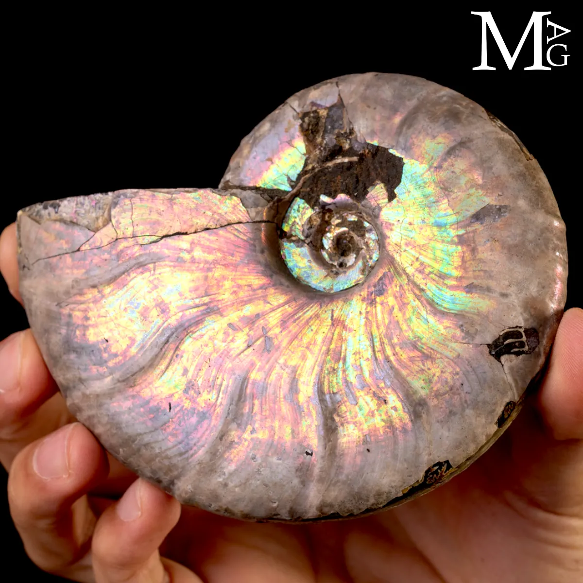 Ammonite Cleoniceras con iridescenza Arcobaleno – Madagascar
