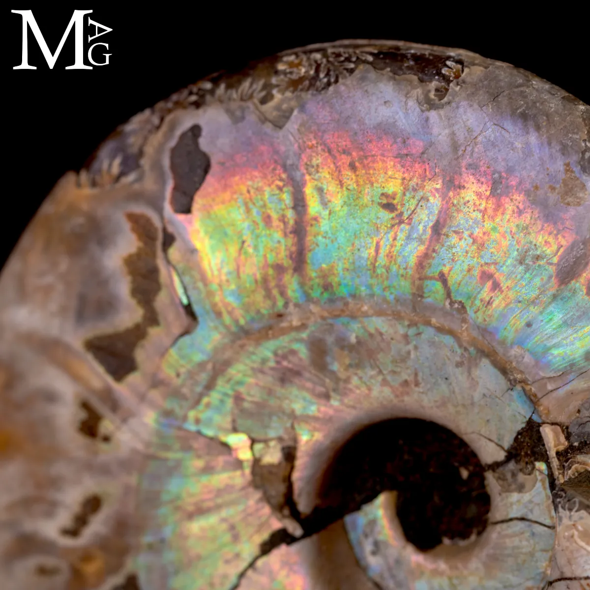 Ammonite Cleoniceras con iridescenza Arcobaleno – Madagascar