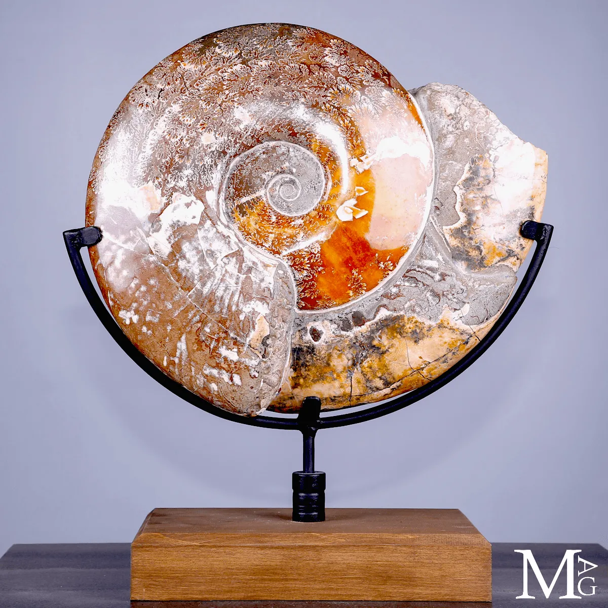 Ammonite fossile Cleoniceras - Grande esemplare su base girevole.
