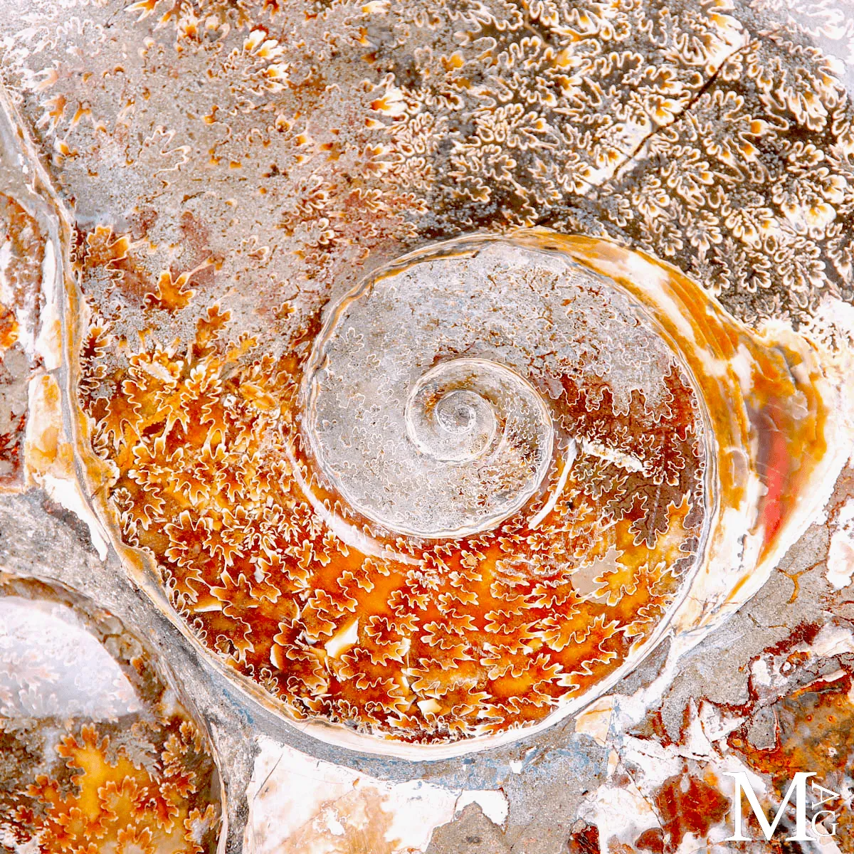 Ammonite fossile Cleoniceras - Grande esemplare su base girevole.
