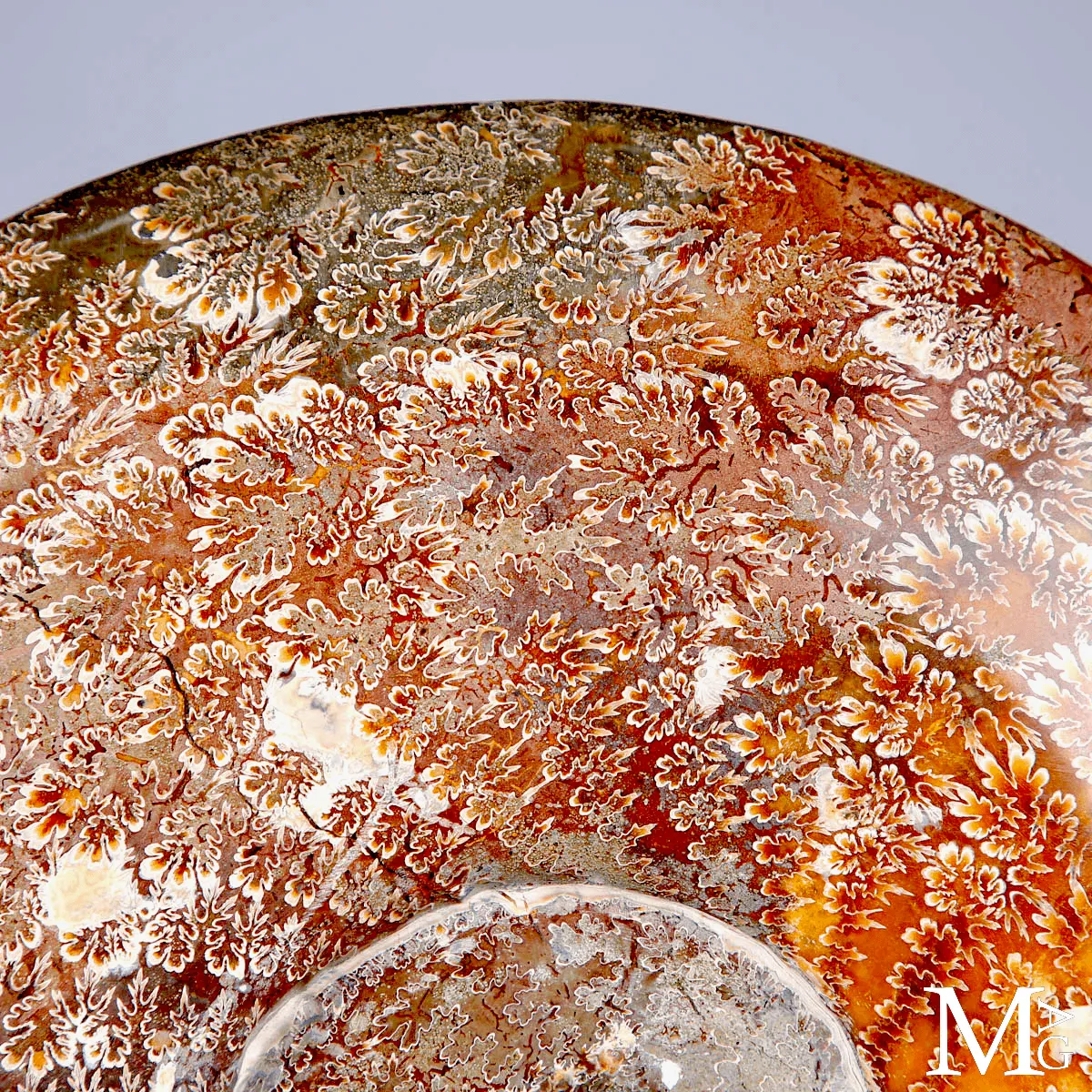 Ammonite fossile Cleoniceras - Grande esemplare su base girevole.