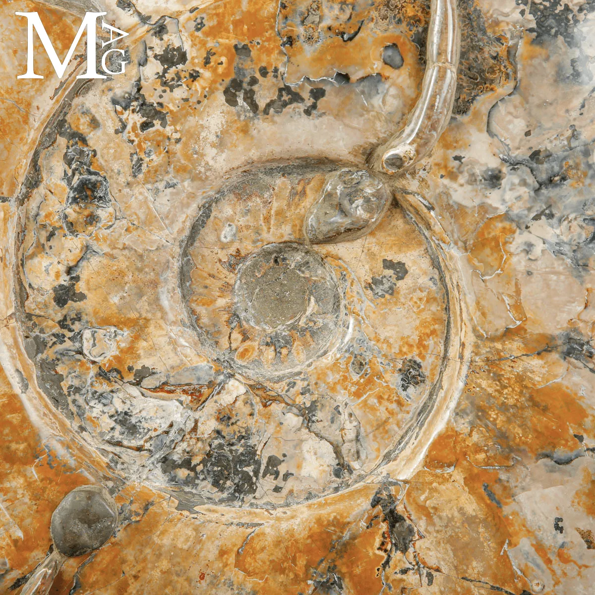 Grande Ammonite Cleoniceras del Madagascar – Albiano