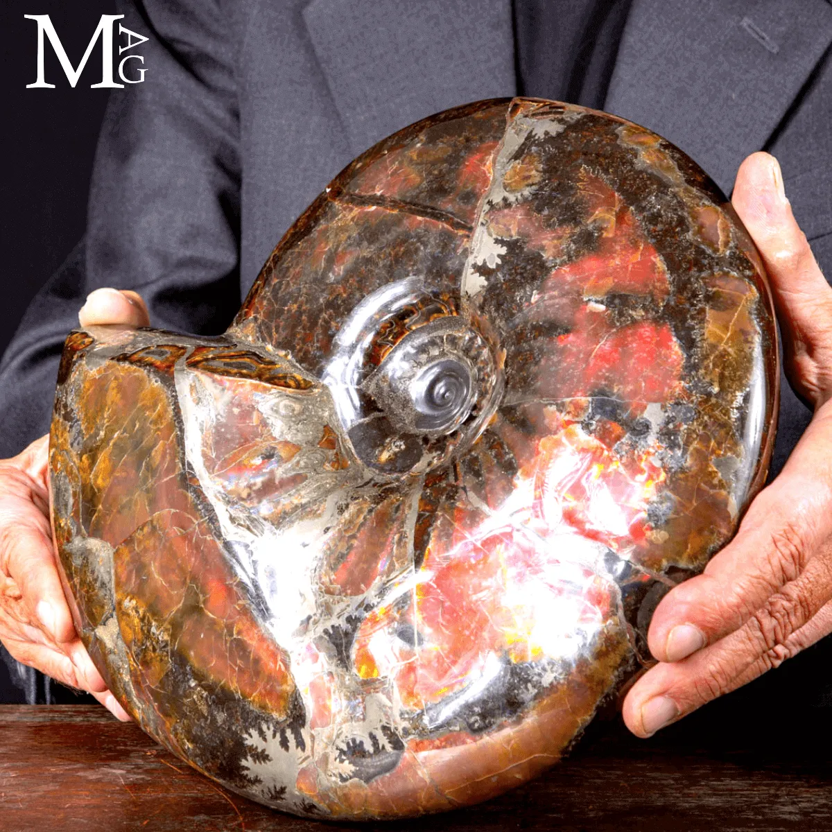 Craspedodiscus Discofalcatus – L’ammonite dalle luci rosse dell’Artico.