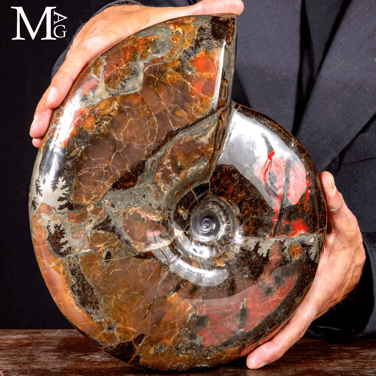Craspedodiscus Discofalcatus – L’ammonite dalle luci rosse dell’Artico.