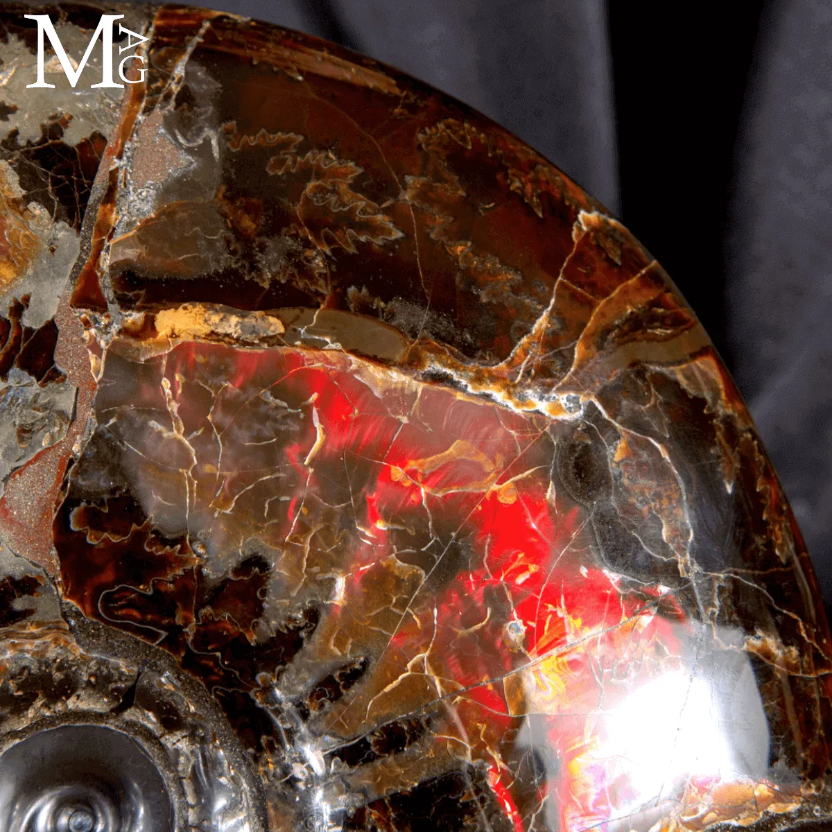 Craspedodiscus Discofalcatus – L’ammonite dalle luci rosse dell’Artico.