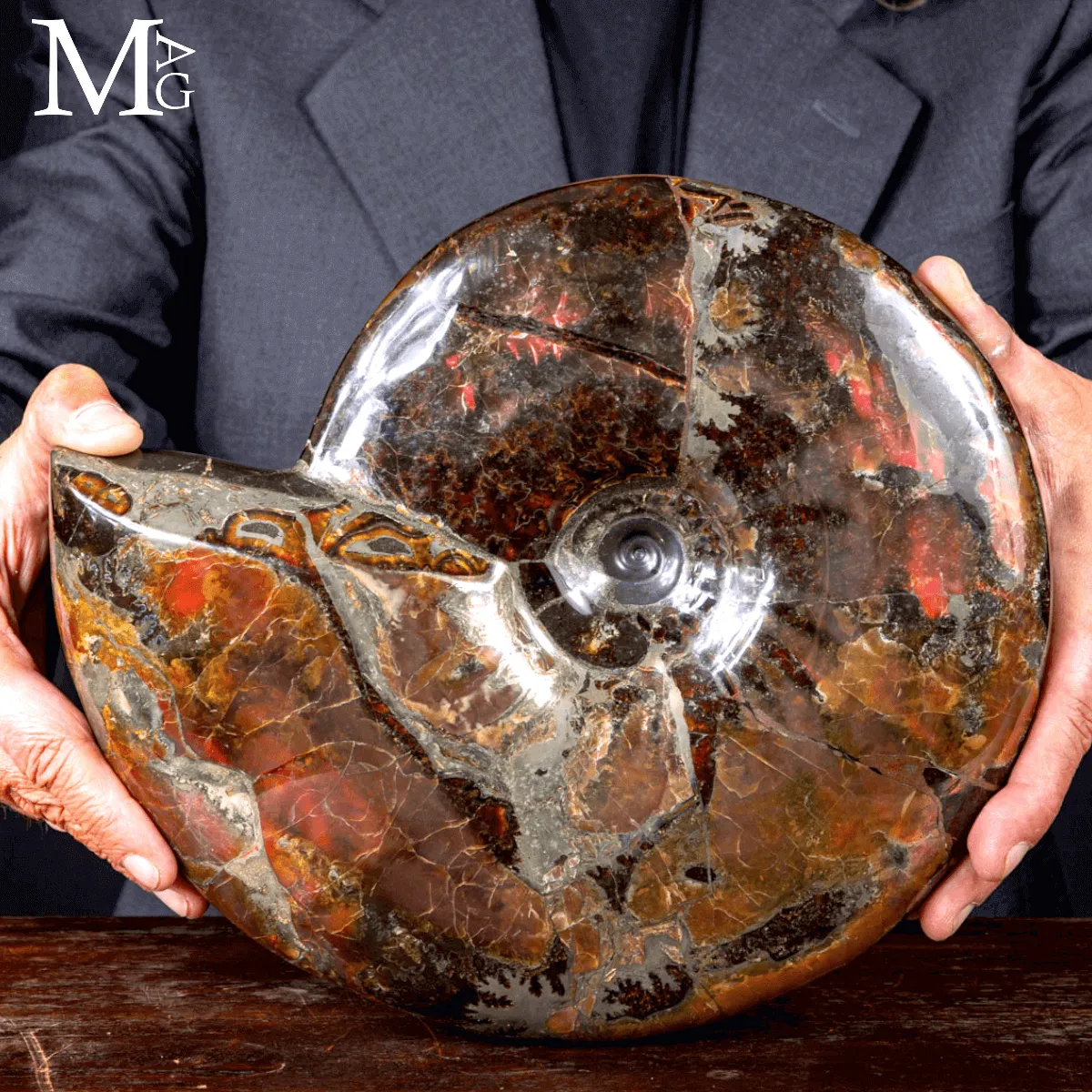 Craspedodiscus Discofalcatus – L’ammonite dalle luci rosse dell’Artico.