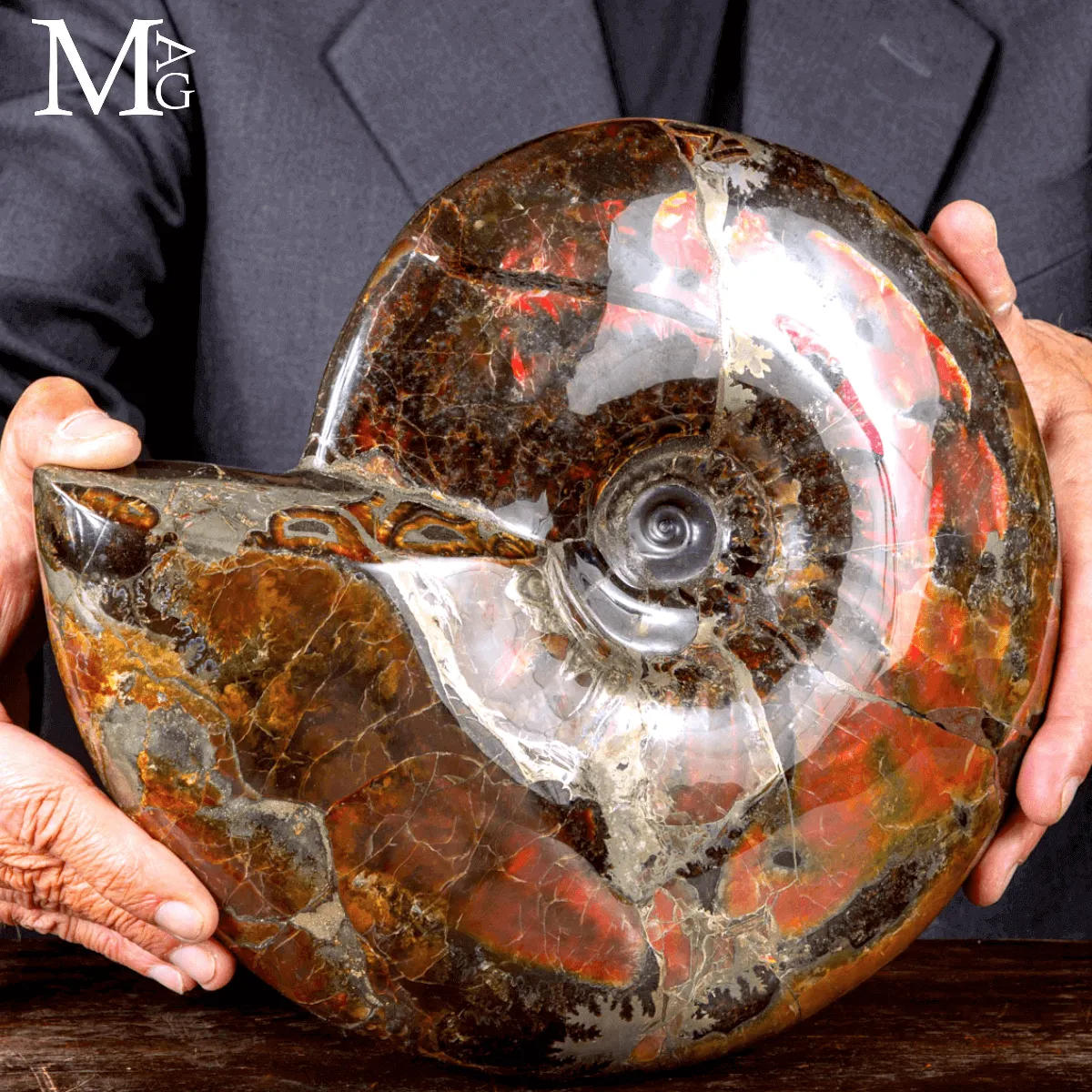 Craspedodiscus Discofalcatus – L’ammonite dalle luci rosse dell’Artico.
