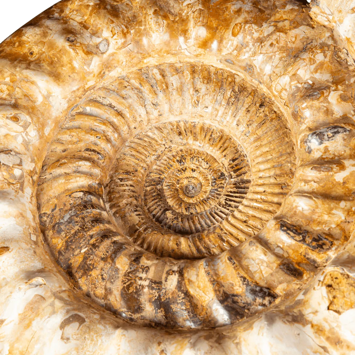 Douvilleiceras – Ammonite fossile del Cretaceo.