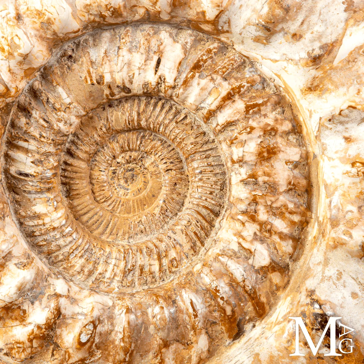 Douvilleiceras – Ammonite fossile del Cretaceo.