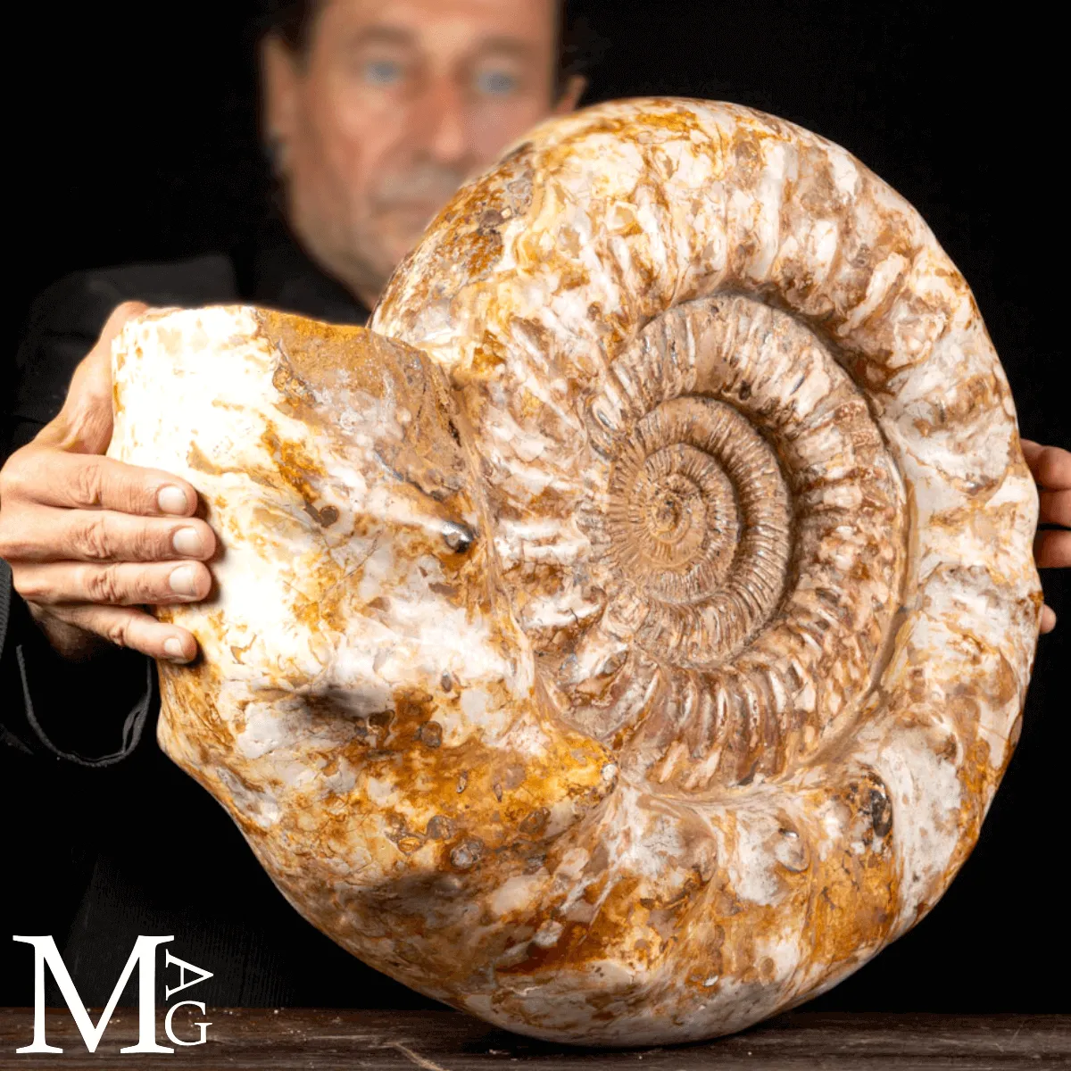 Douvilleiceras – Ammonite fossile del Cretaceo.