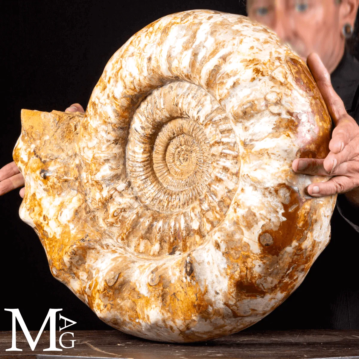 Douvilleiceras – Ammonite fossile del Cretaceo.
