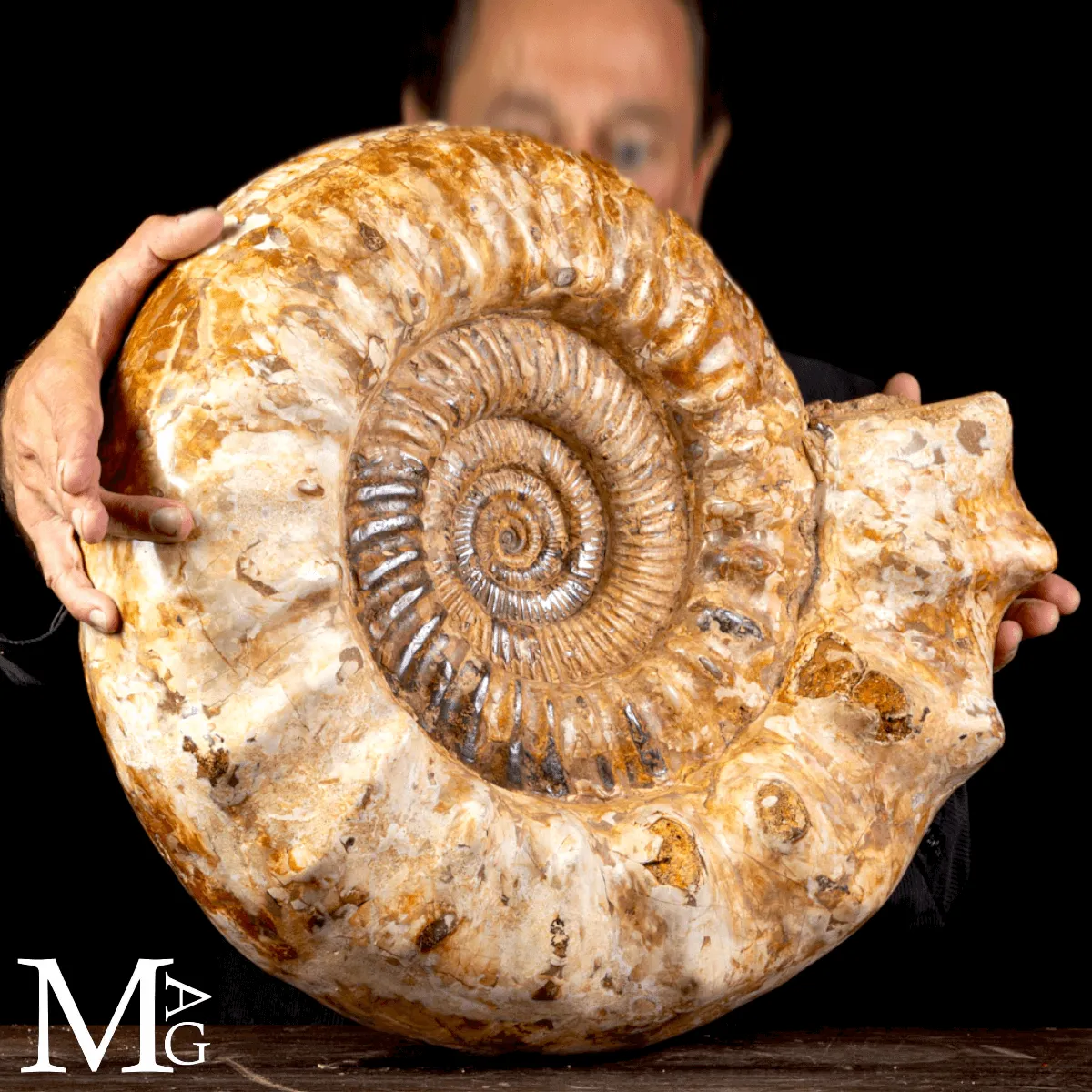 Douvilleiceras – Ammonite fossile del Cretaceo.