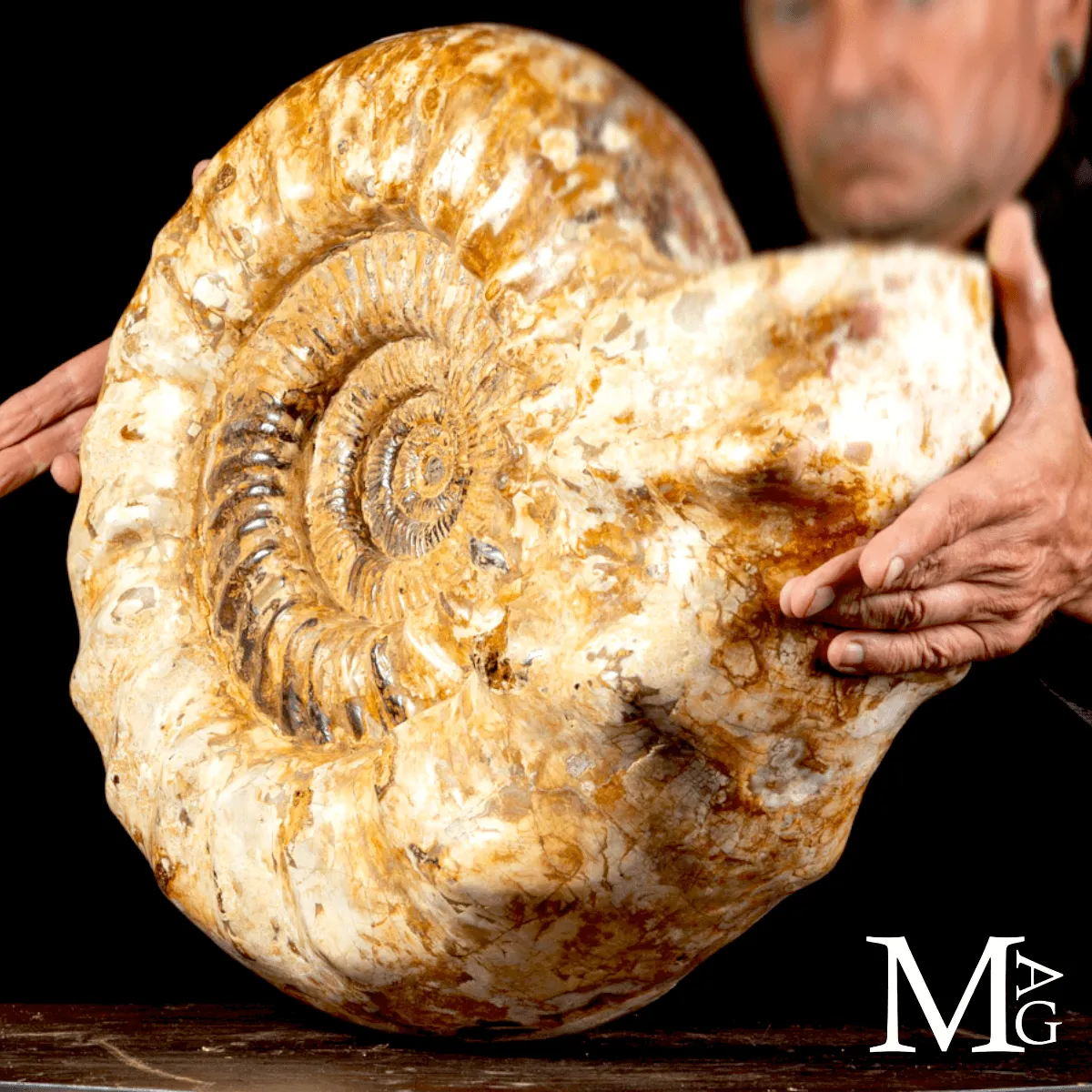 Douvilleiceras – Ammonite fossile del Cretaceo.