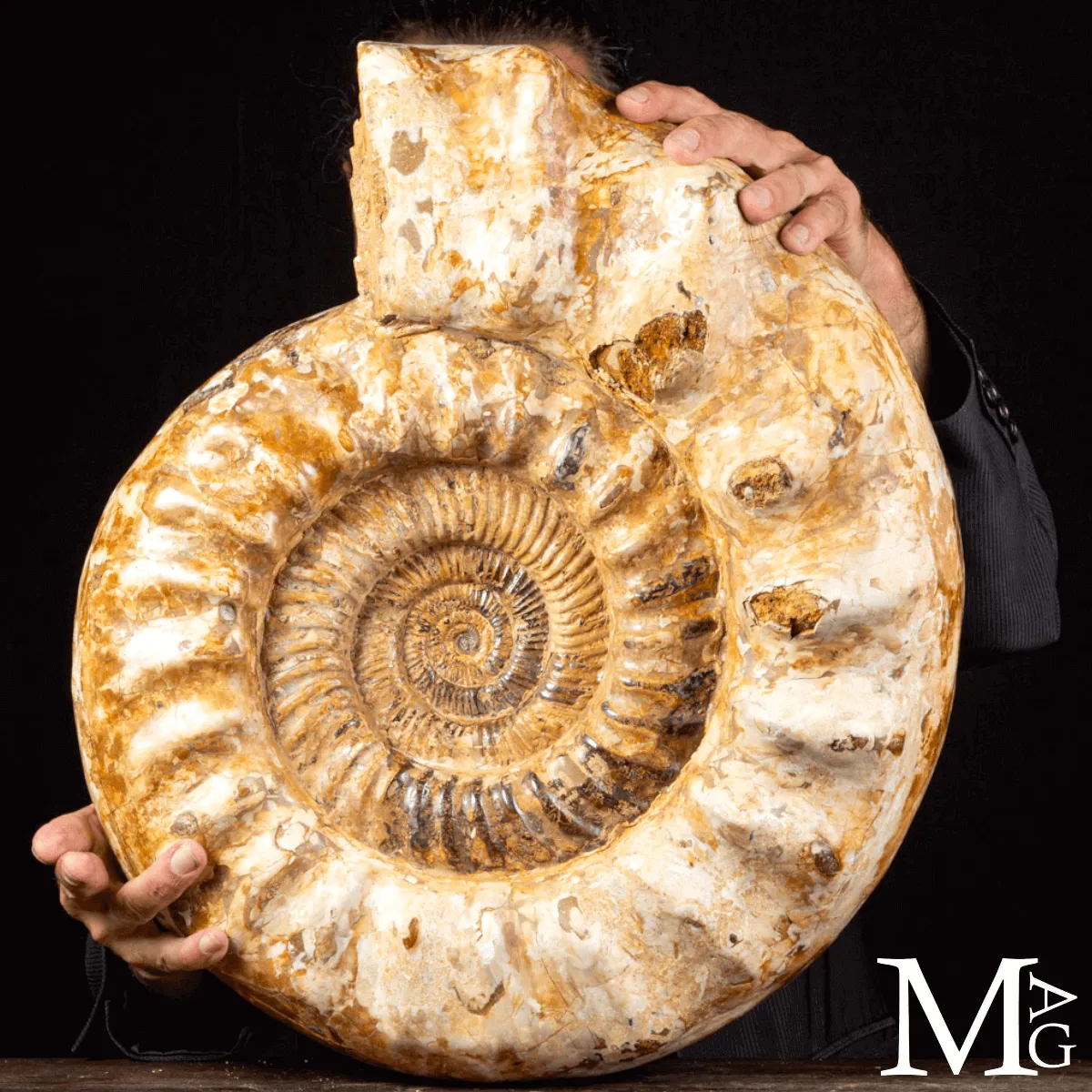 Douvilleiceras – Ammonite fossile del Cretaceo.