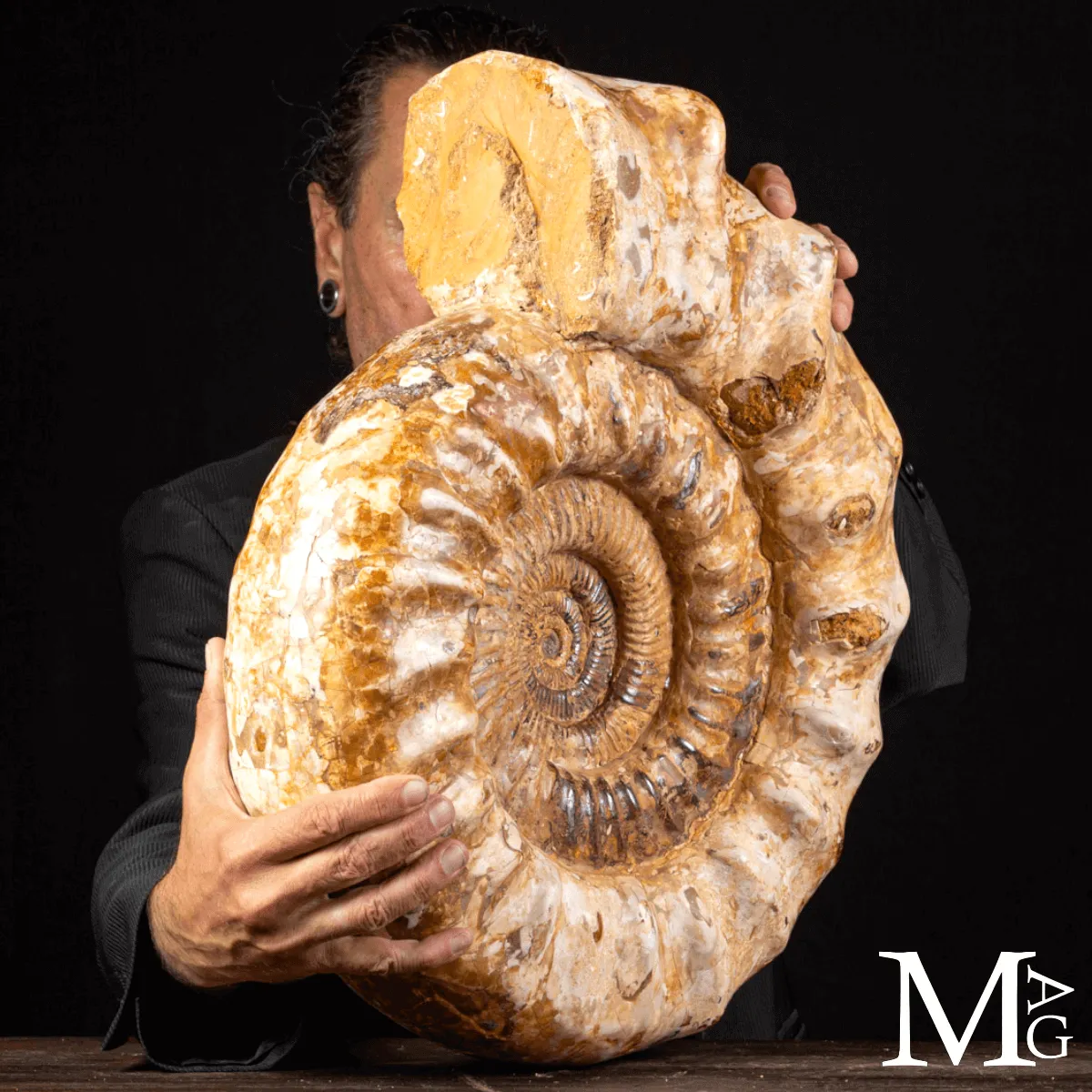 Douvilleiceras – Ammonite fossile del Cretaceo.