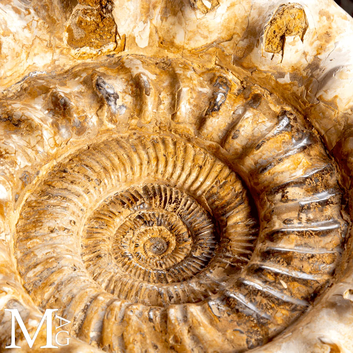Douvilleiceras – Ammonite fossile del Cretaceo.