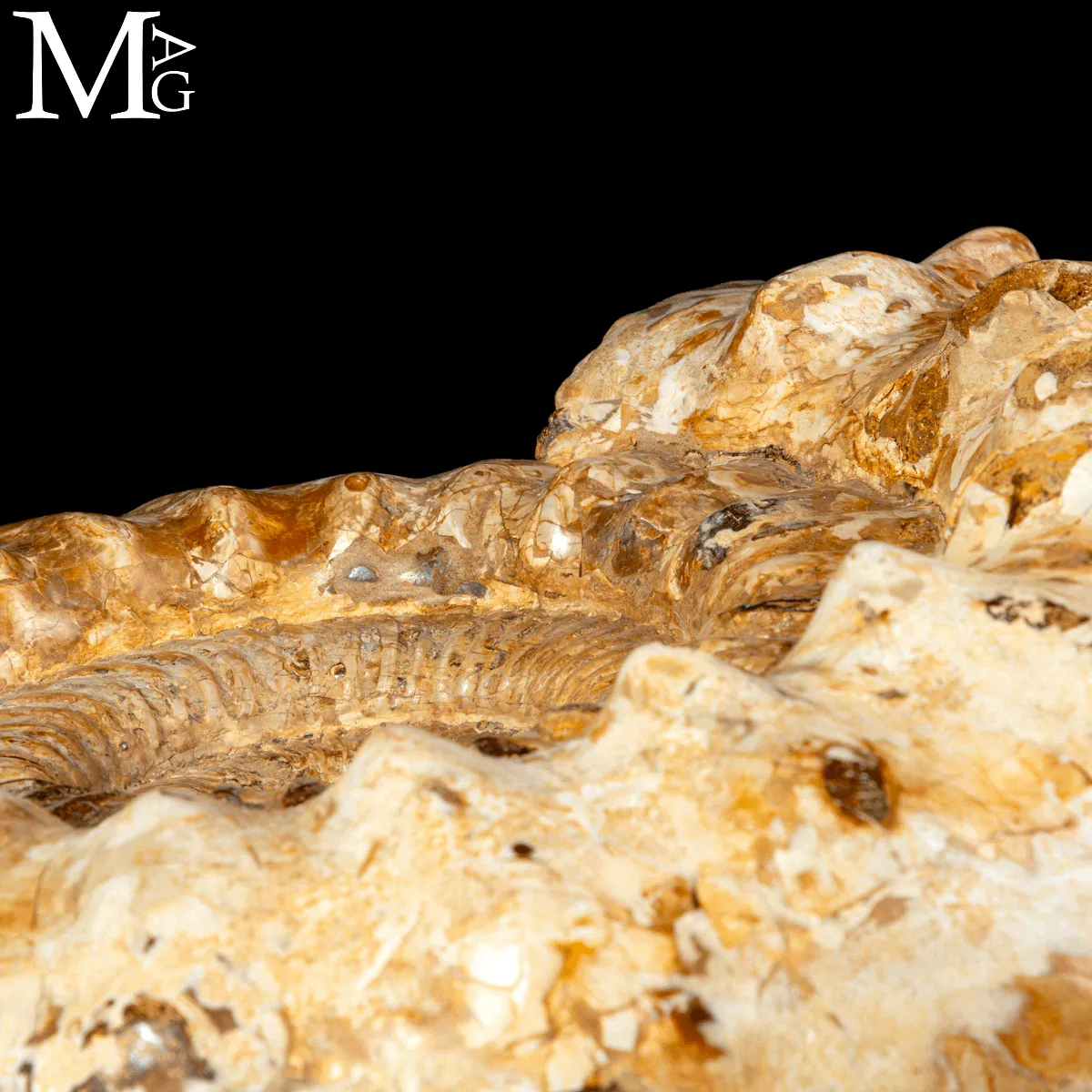 Douvilleiceras – Ammonite fossile del Cretaceo.