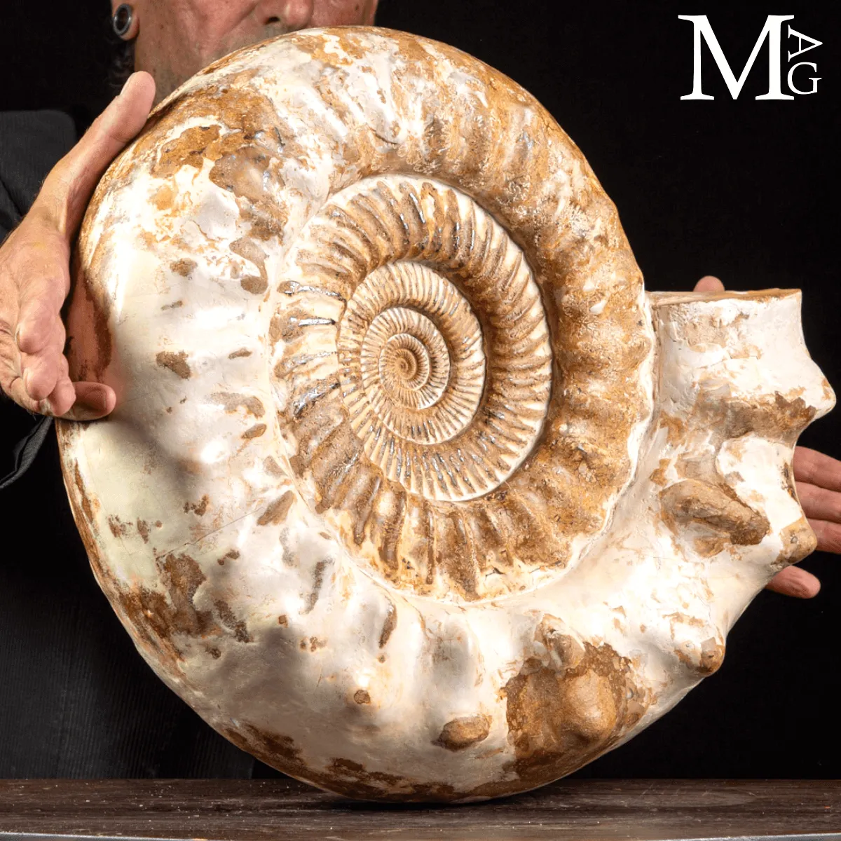 Douvilleiceras Ammonite Fossil – Madagascar.