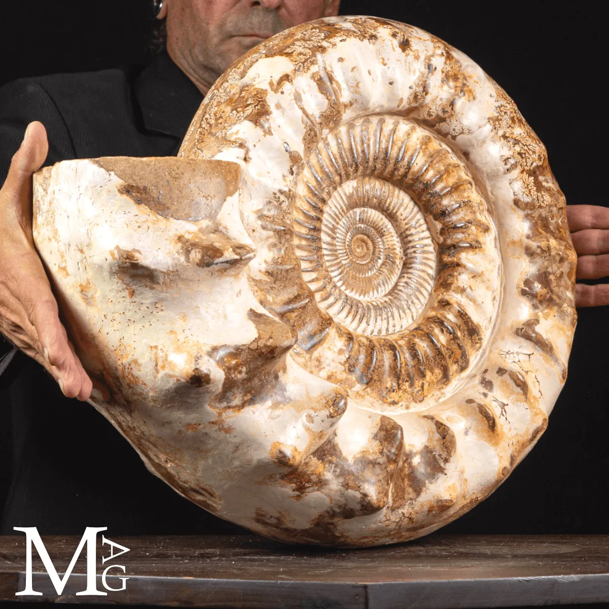Douvilleiceras Ammonite Fossil – Madagascar.