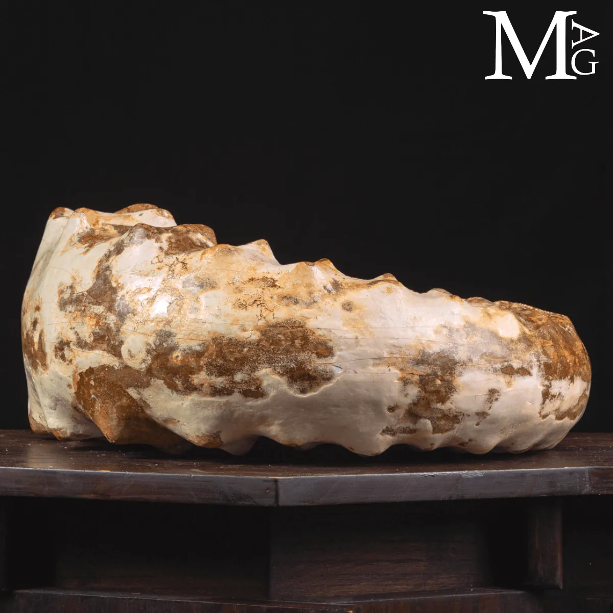 Douvilleiceras Ammonite Fossil – Madagascar.