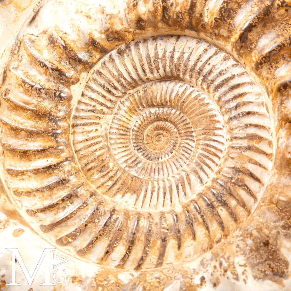 Douvilleiceras Ammonite Fossil – Madagascar.