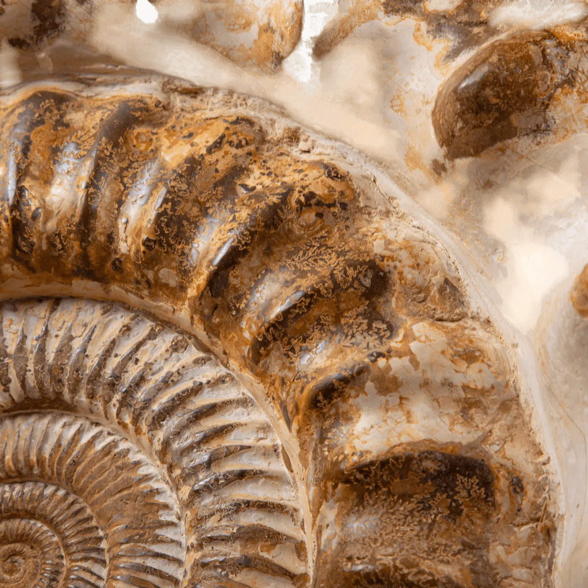 Douvilleiceras Ammonite Fossil – Madagascar.