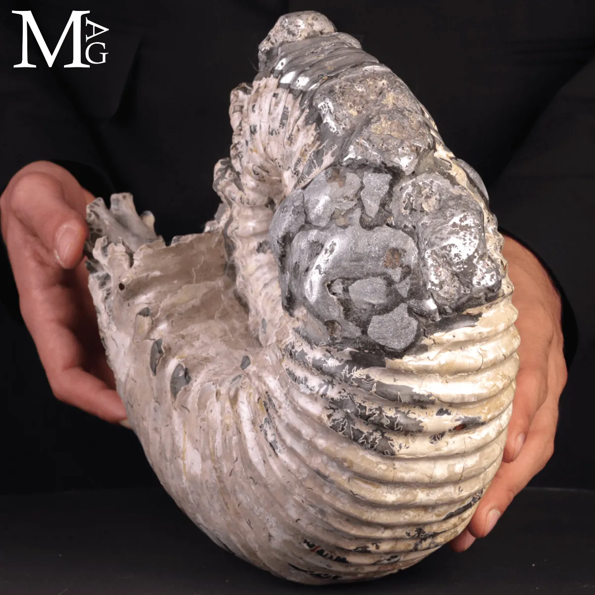 Speciale Ammonite Fossile Douvilleiceras Mammillatum Metallica.