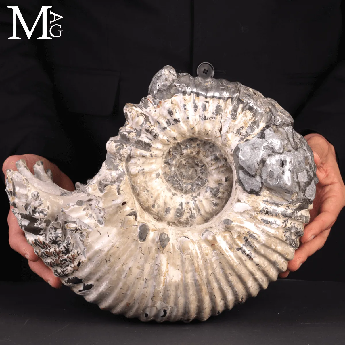 Speciale Ammonite Fossile Douvilleiceras Mammillatum Metallica.