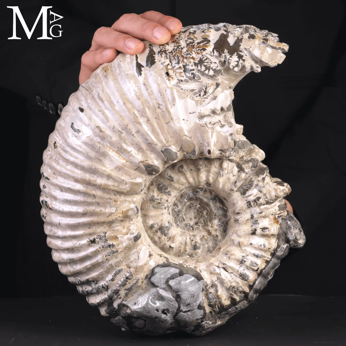 Speciale Ammonite Fossile Douvilleiceras Mammillatum Metallica.