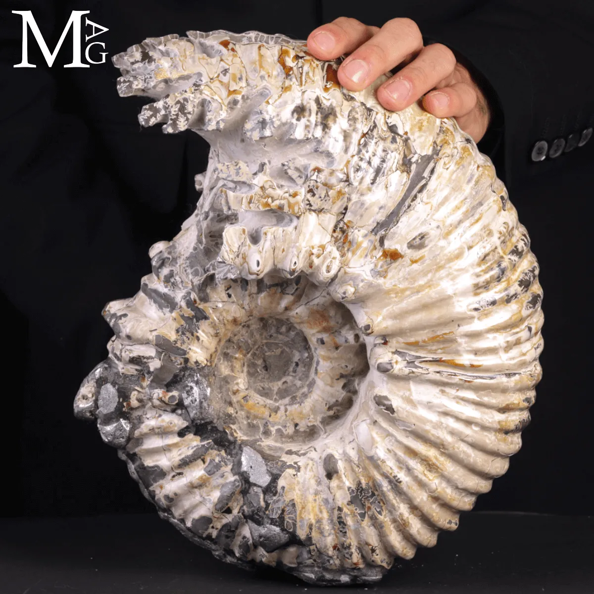 Speciale Ammonite Fossile Douvilleiceras Mammillatum Metallica.