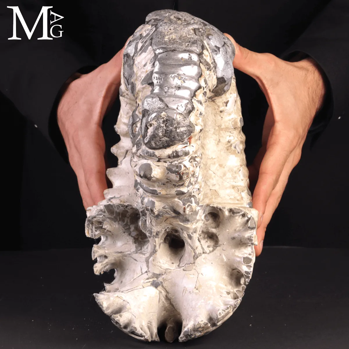 Speciale Ammonite Fossile Douvilleiceras Mammillatum Metallica.