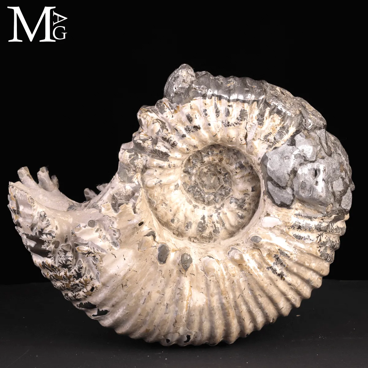 Speciale Ammonite Fossile Douvilleiceras Mammillatum Metallica.