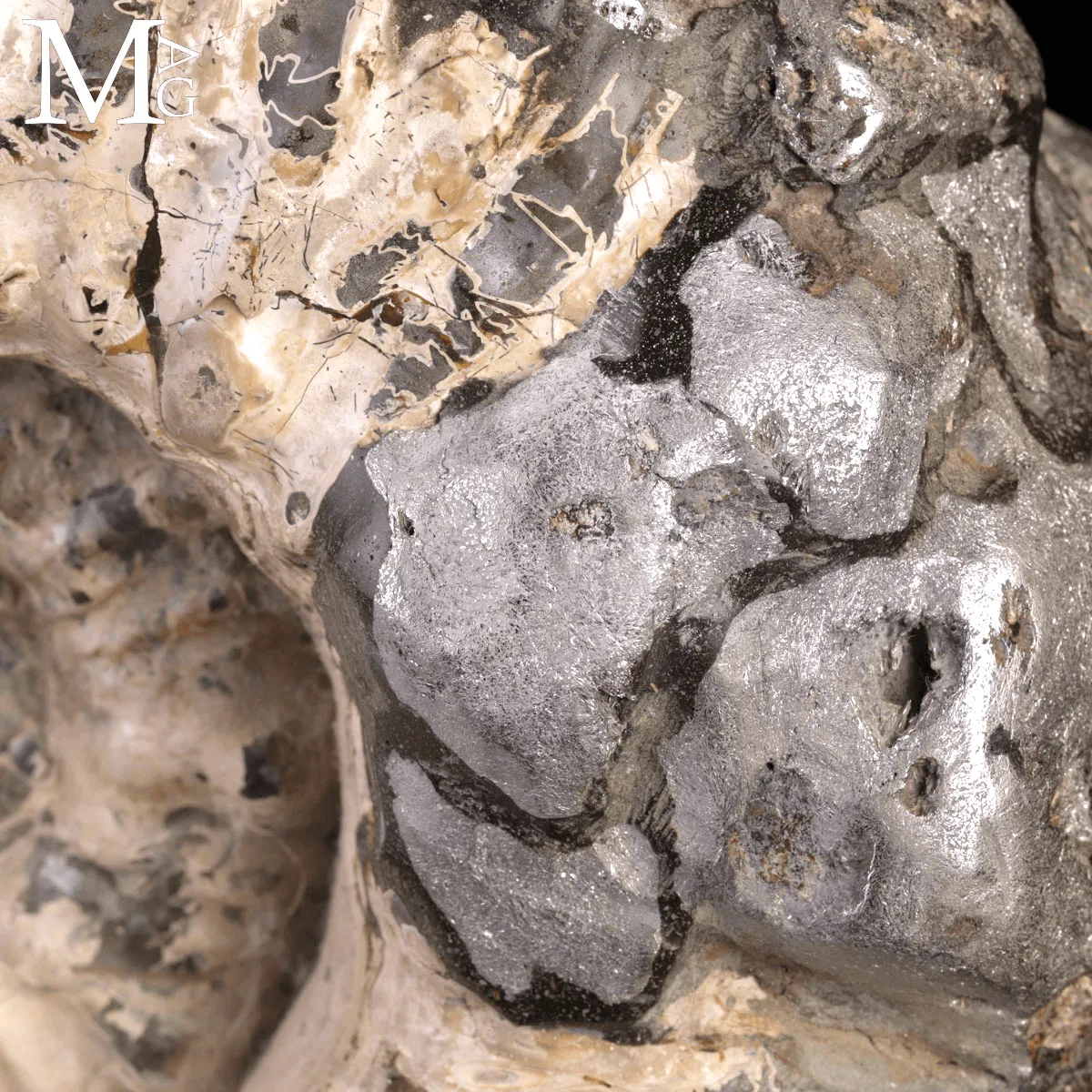 Speciale Ammonite Fossile Douvilleiceras Mammillatum Metallica.