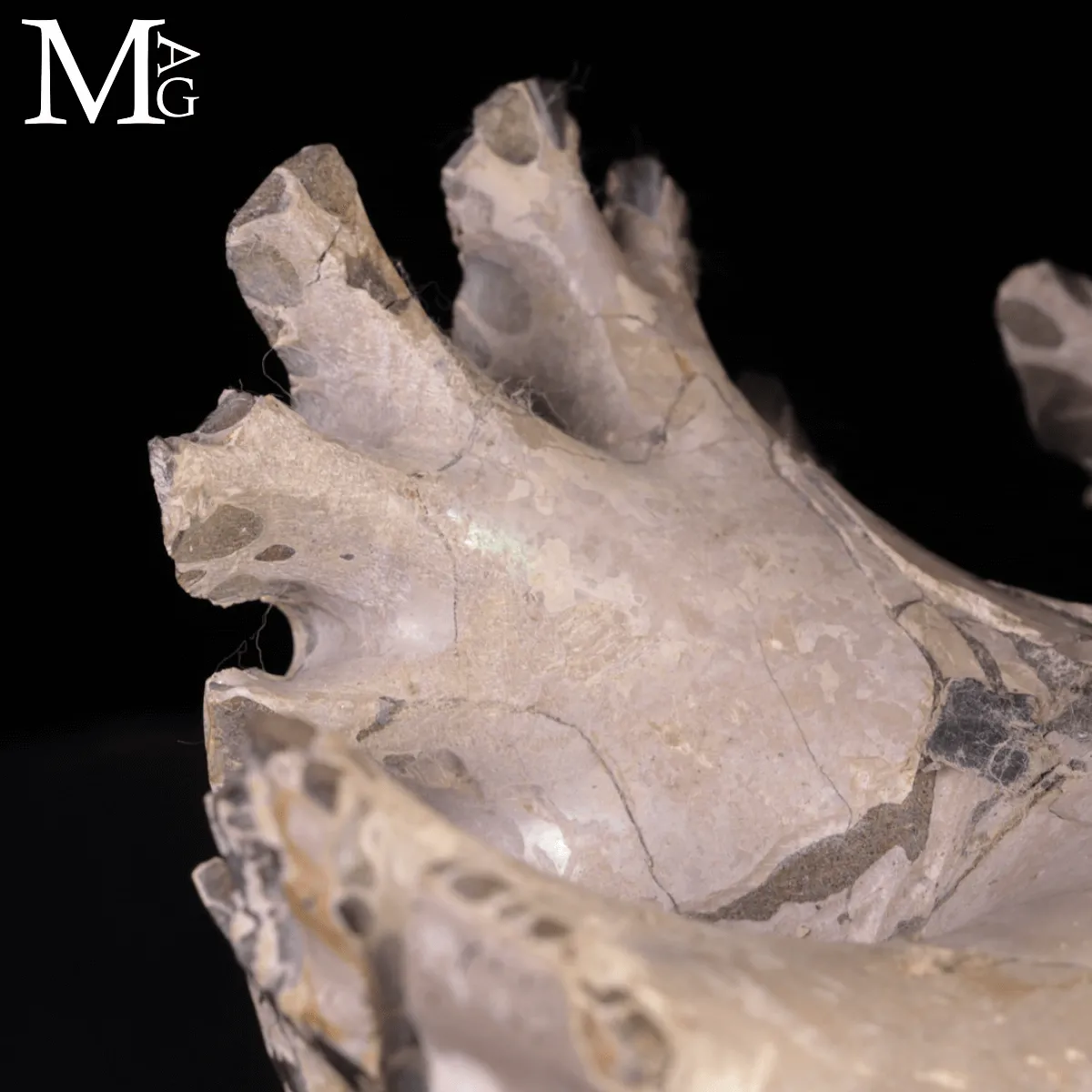 Speciale Ammonite Fossile Douvilleiceras Mammillatum Metallica.