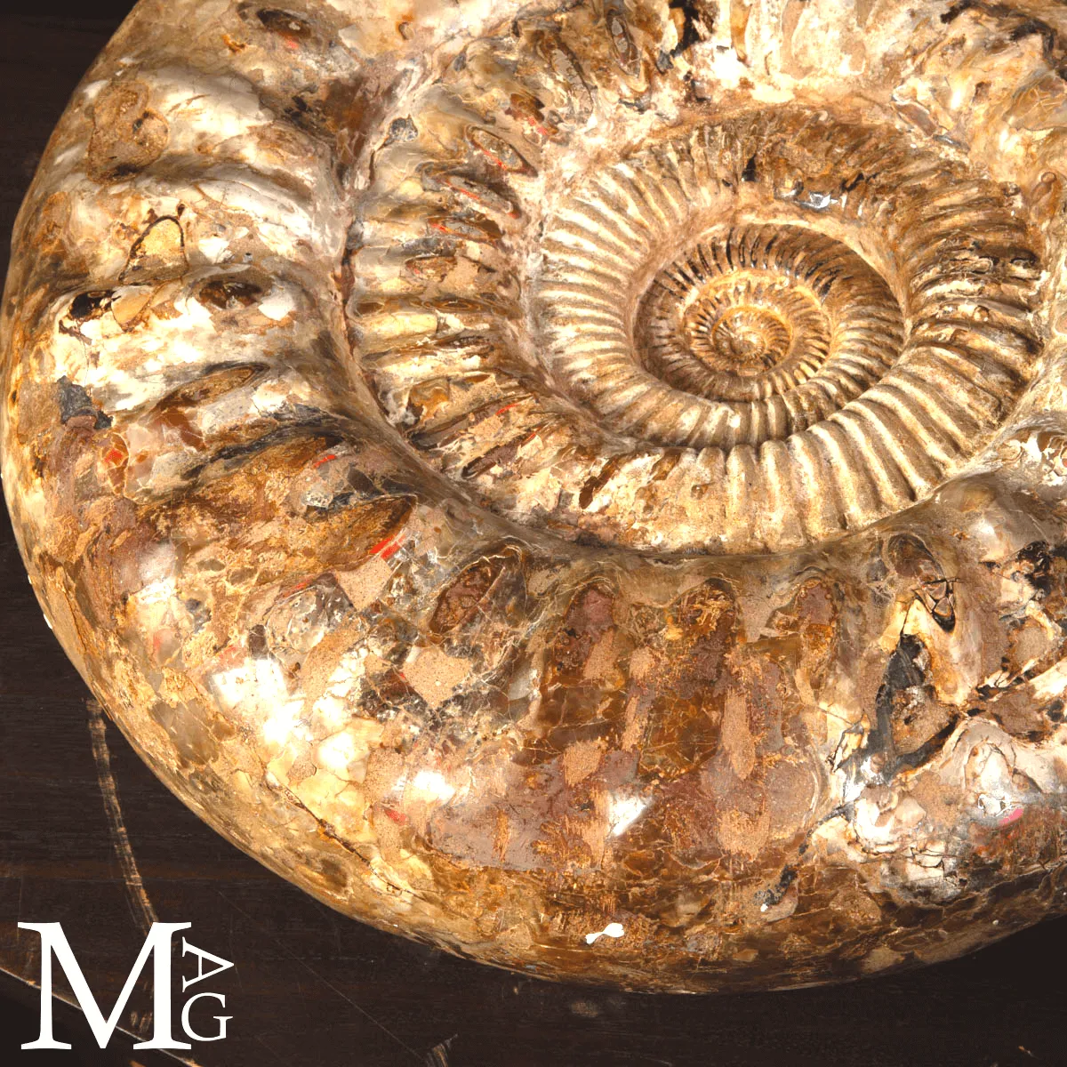 Ammonite Fossile Gigante – Douvilliceras