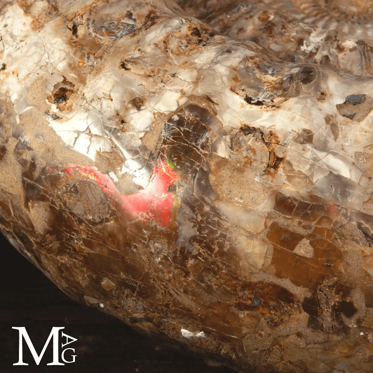 Ammonite Fossile Gigante – Douvilliceras