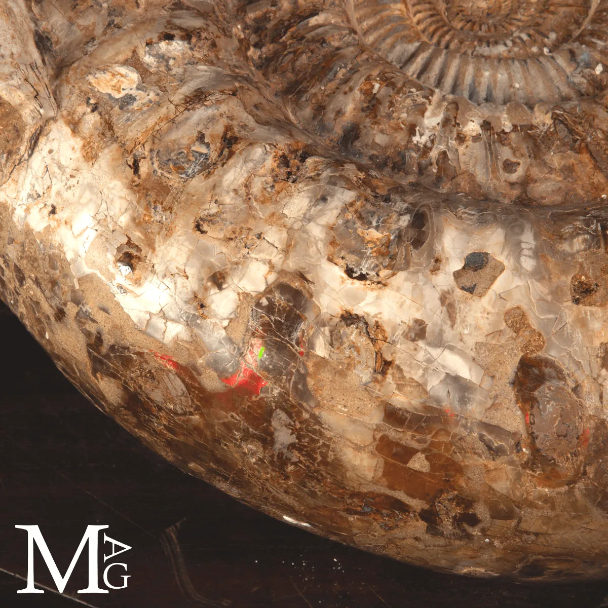 Ammonite Fossile Gigante – Douvilliceras