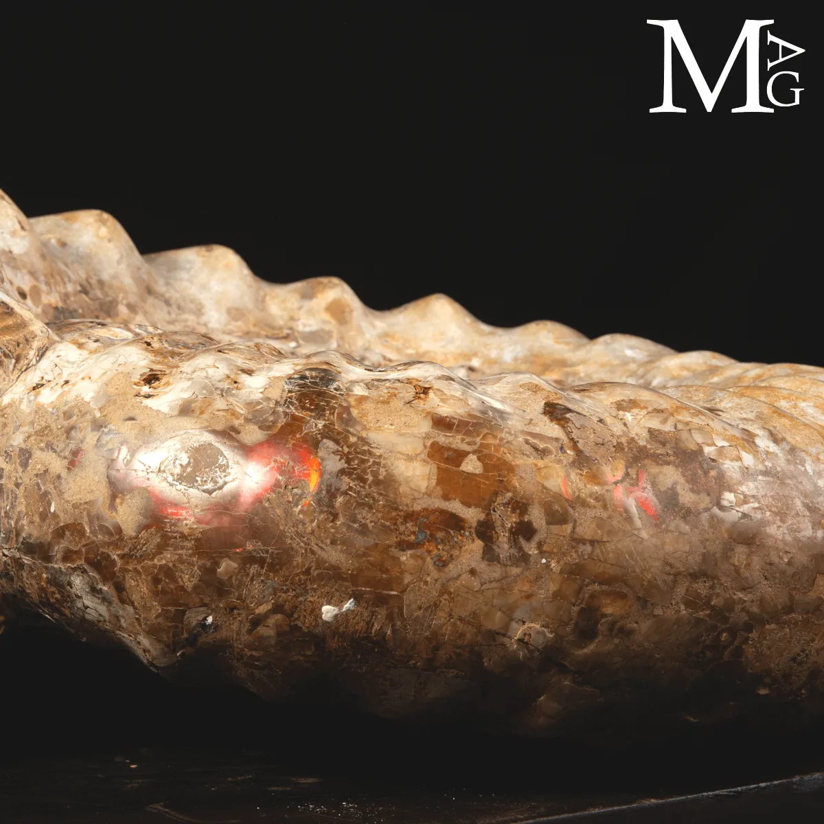 Ammonite Fossile Gigante – Douvilliceras