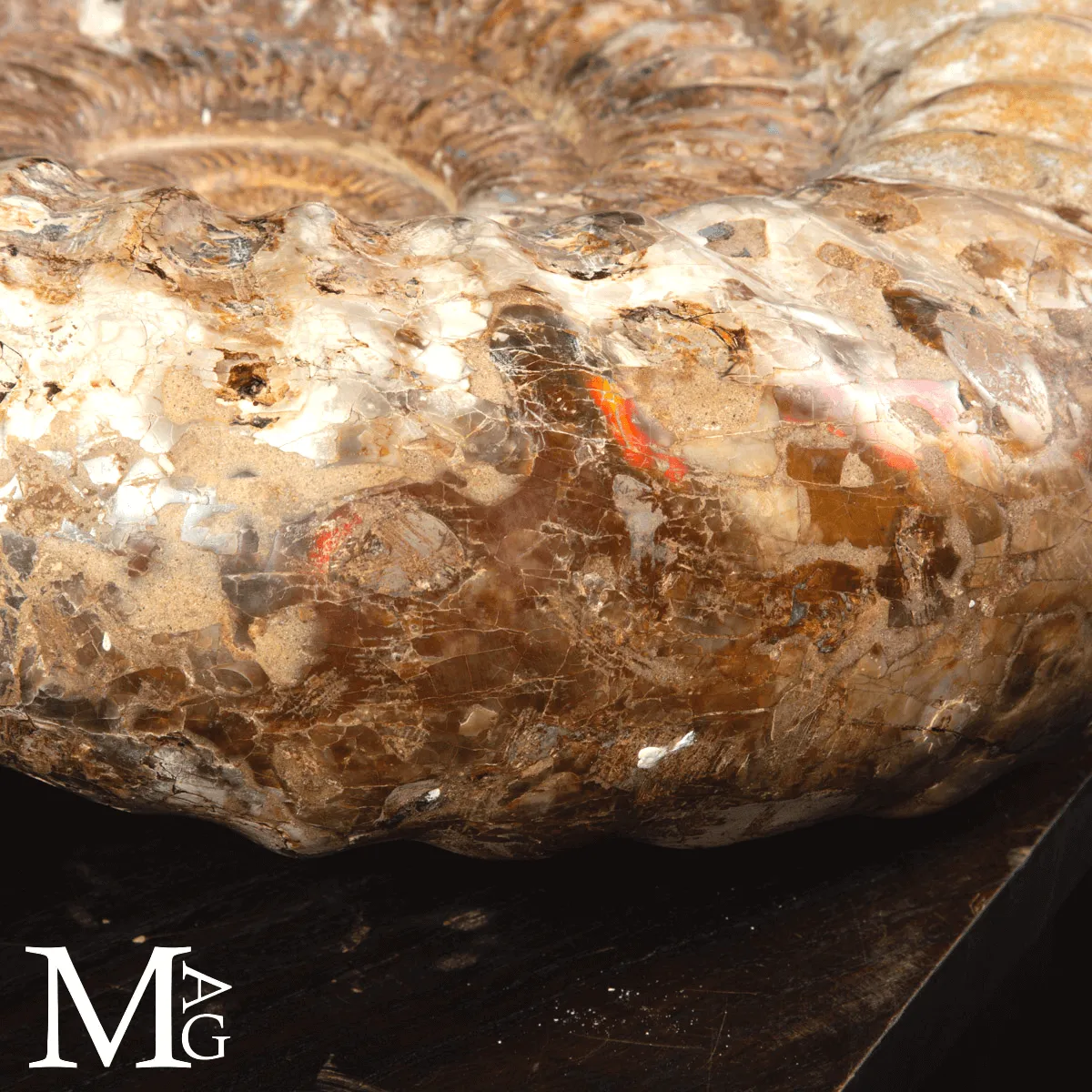 Ammonite Fossile Gigante – Douvilliceras