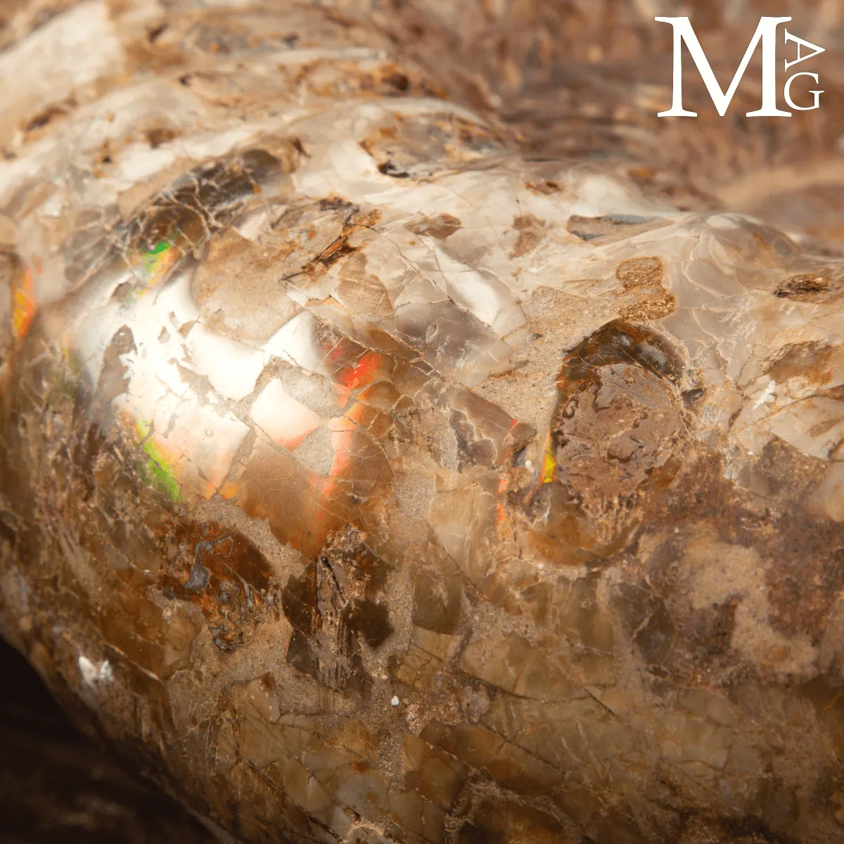 Ammonite Fossile Gigante – Douvilliceras