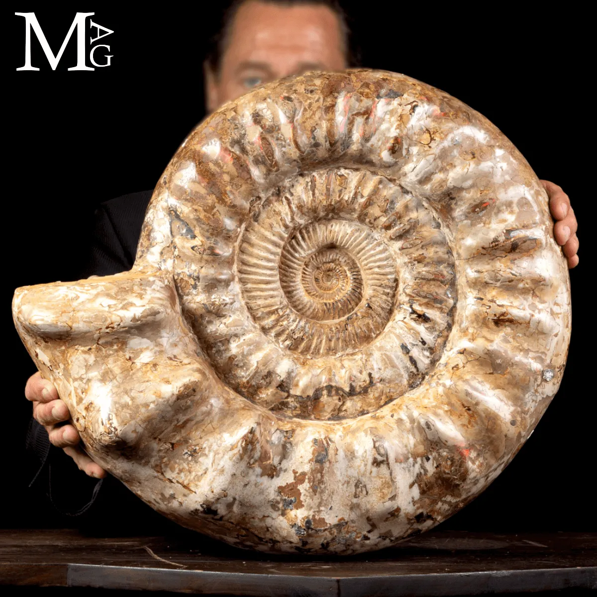 Ammonite Fossile Gigante – Douvilliceras