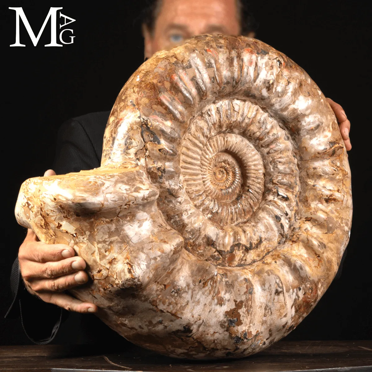 Ammonite Fossile Gigante – Douvilliceras