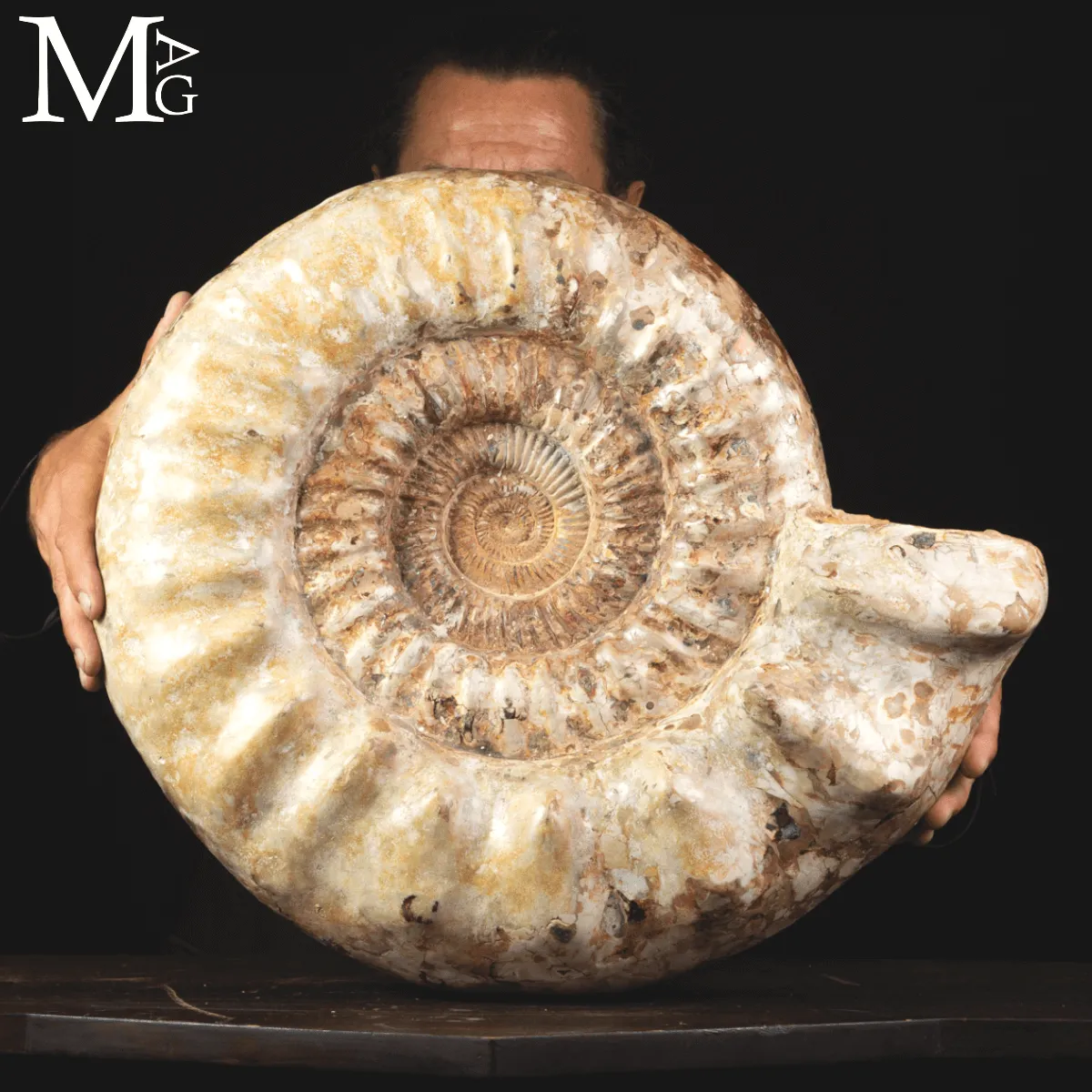 Ammonite Fossile Gigante – Douvilliceras
