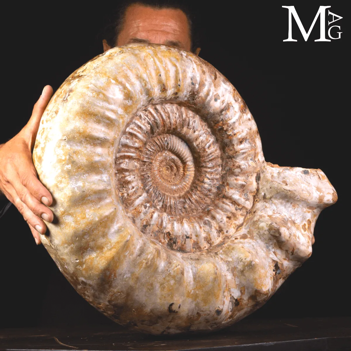 Ammonite Fossile Gigante – Douvilliceras