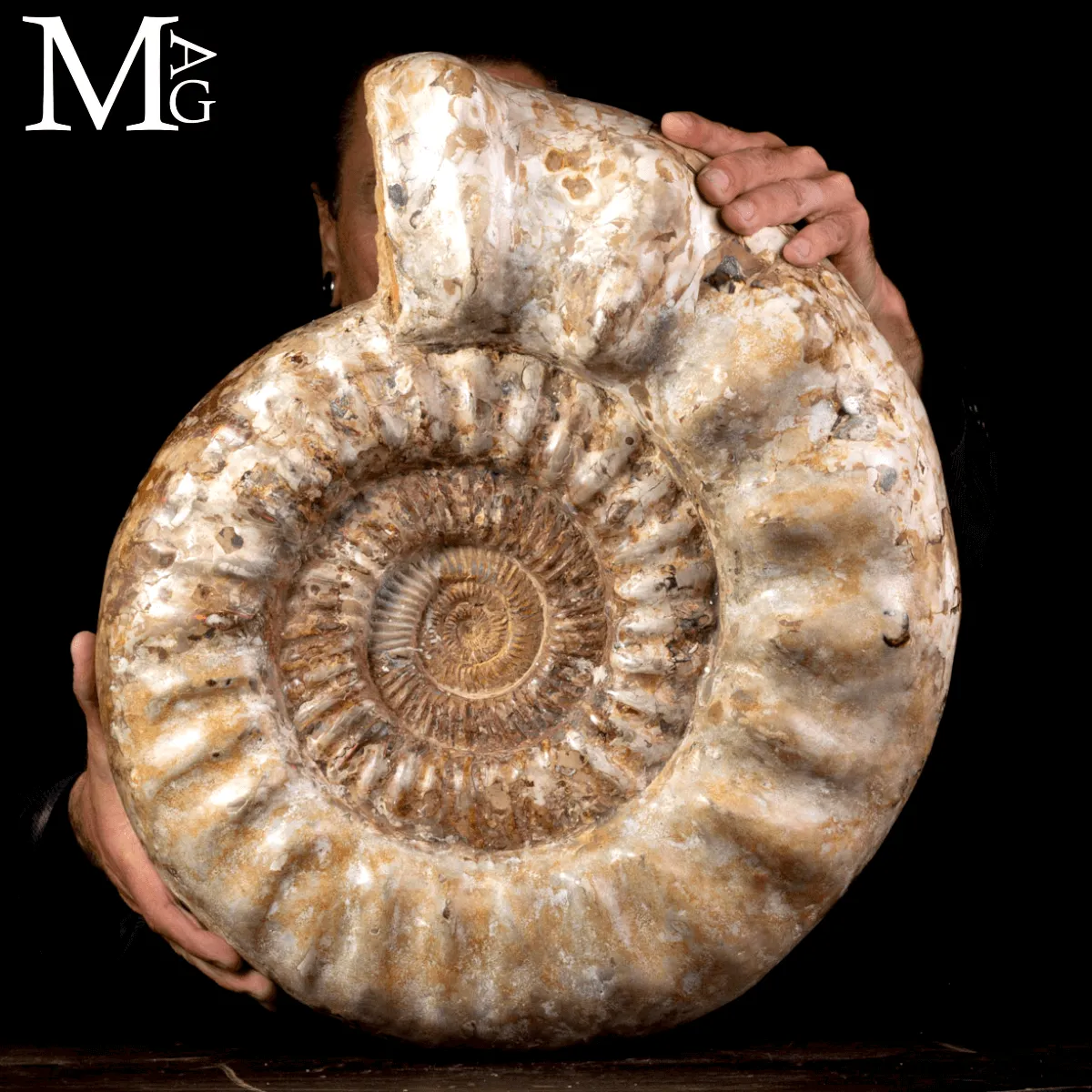Ammonite Fossile Gigante – Douvilliceras