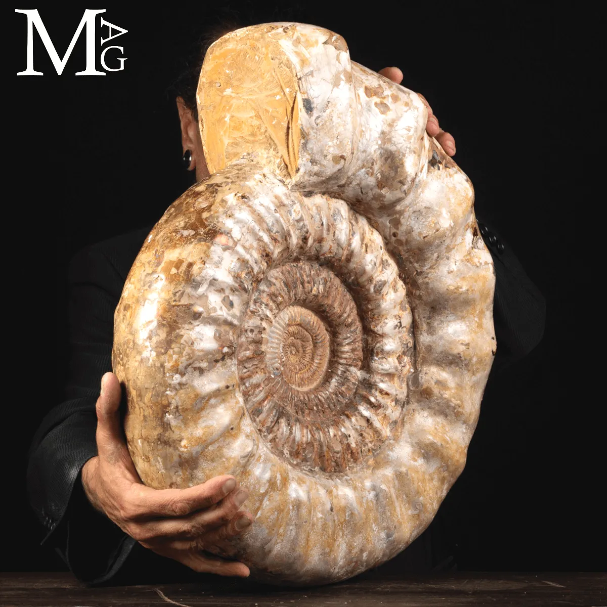 Ammonite Fossile Gigante – Douvilliceras