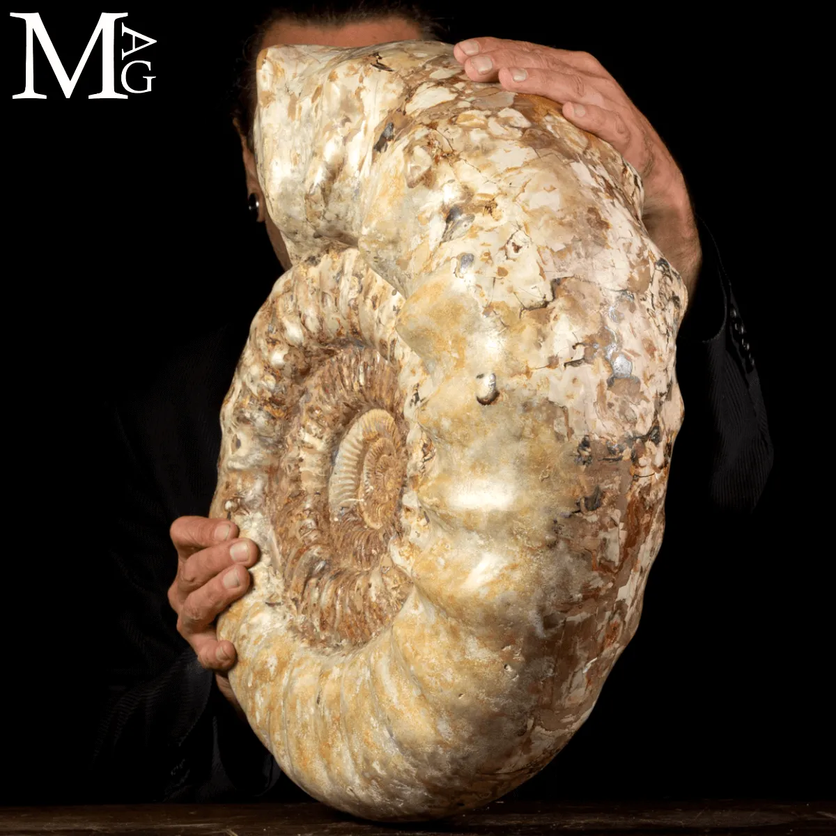 Ammonite Fossile Gigante – Douvilliceras